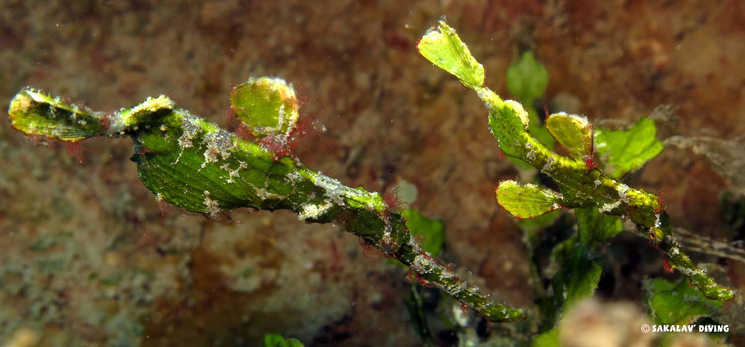 plongée macro Fantome Halimeda à Nosy Be